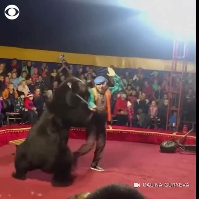 ティモシー・サイクスのインスタグラム：「Repost from @karmagawa ⚠WARNING GRAPHIC IMAGES⚠ BREAKING NEWS: THIS ANIMAL CRUELTY MUST STOP RIGHT NOW! Please share this post with your followers and tag people, celebrities and news media who need to see it to help us spread awareness of how poorly bears are being treated in order to entertain people at this circus in Russia! This circus bear attacked and injured its trainer as another trainer kicked the poor animal as audience members sat just feet away with no barrier in sight…the bear was reportedly subdued by an electric shocker and the authorities are investigating. While we know this video is difficult to watch, we need your help in getting the word out to EVERYONE to educate people all over the world and get them to stop supporting cruel/inhumane circuses that treat animals so terribly. Sharing this video with your followers and tagging people who need to see it in the comments helps us spread awareness about this blatant animal abuse so we can put an end to it! Think about it, circuses like this only make money due to people buying tickets and attending these shows, but when enough people are made aware of animal abuse like this and stop going to the circus, they’ll begin losing money and be forced to stop having animal acts…or risk going out of business. While many of the battles we fight to save #endangeredspecies are big problems with no easy fixes, this is different because this #animalabuse only happens as a result of unaware people spending money at the circus and not knowing how poorly these animals are treated…we MUST fix that lack of awareness and educate EVERYONE in order to successfully put a stop to this animal cruelty once and for all! Please join the fight and share this video with the world to help make it go viral because suffering animals like this deserve better! #savethebears #endanimalcruelty #karmagawa」