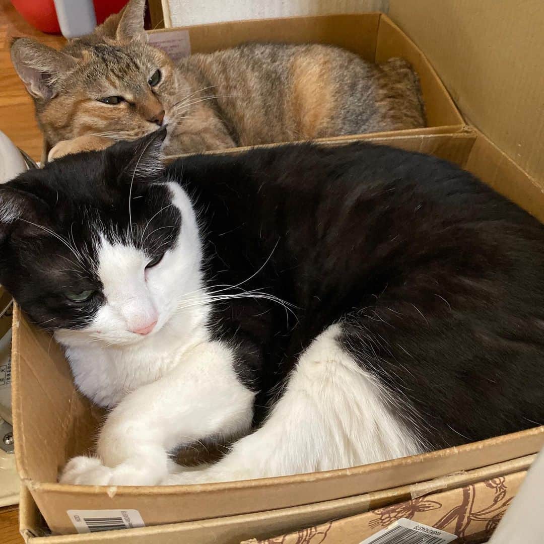 のインスタグラム：「2連猫🐱」