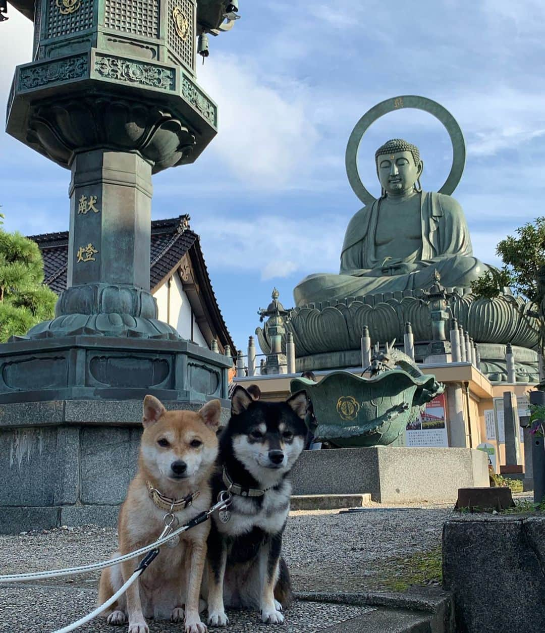 豆柴なつ&ふゆのインスタグラム