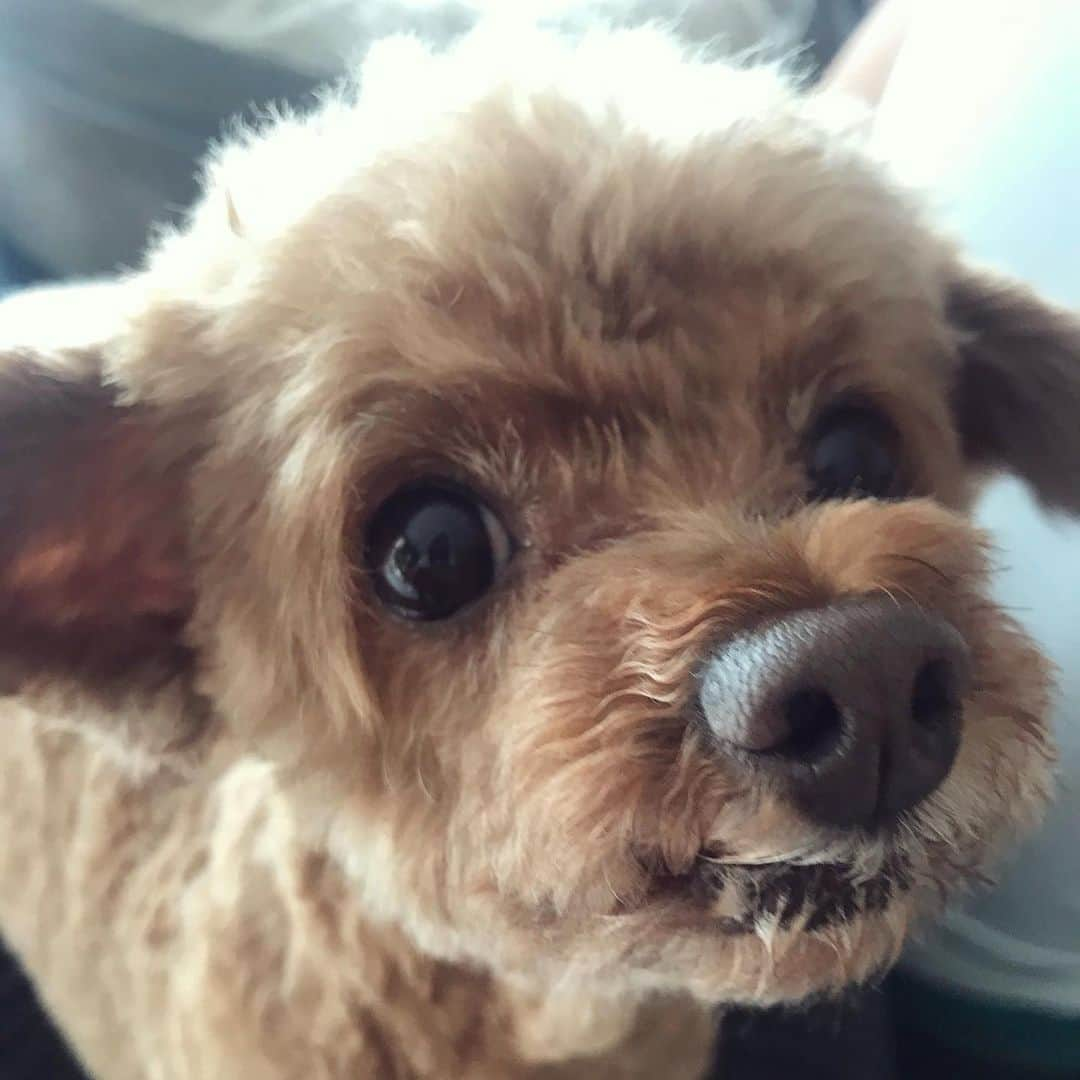 棚橋弘至さんのインスタグラム写真 - (棚橋弘至Instagram)「ナーハー♪ #toypoodle」10月27日 13時02分 - hiroshi_tanahashi