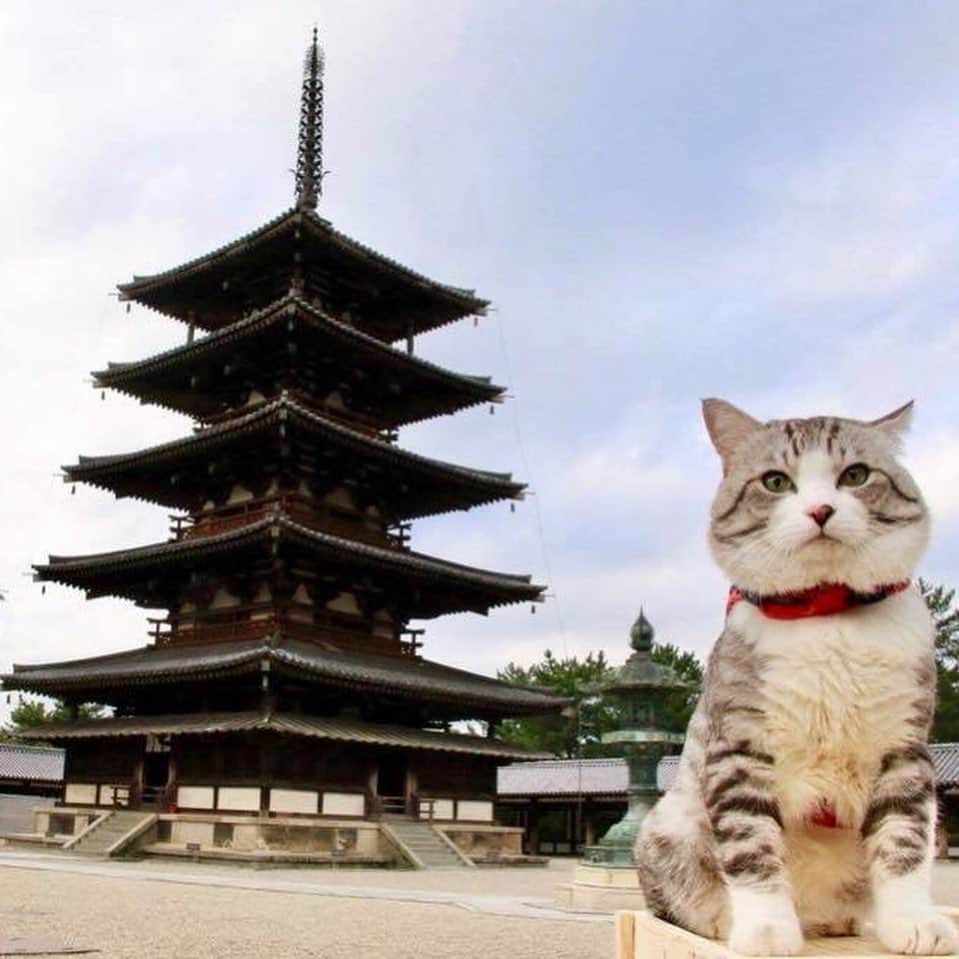 Nyankichi Noranekoさんのインスタグラム写真 - (Nyankichi NoranekoInstagram)「そうだ、奈良へ行こう！🚘 Let's go to Nara!🚘 #猫 #고양이 #แมว #貓 #кошка #qata #chat #ニャンスタグラム #にゃんすたぐらむ #gato #喵星人 #ねこ部 #旅猫 #動物 #ねこのきもち #ニャン吉 #kawaii #保護猫 #イケニャン #japan #猫写真 #ねこ #mèo #kucing #ネコ #旅貓 #奈良 #法隆寺 #narajapan」10月27日 7時29分 - noraneko_nyankichi