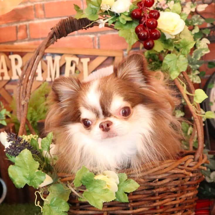 kayoのインスタグラム：「* * お風呂上りは 黄金色になる らいちん🛁⭐️✨✨✨ * * Lychee💗 * * #chihuahua#chihuahualove#dogstgram#dog#instadog#チワワ#チワワ大好き * *」