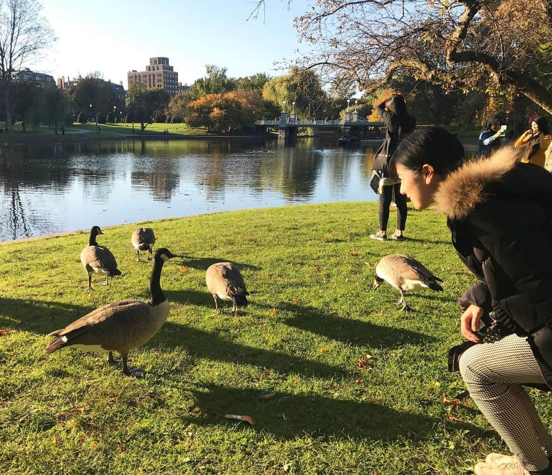 逢月あかりさんのインスタグラム写真 - (逢月あかりInstagram)「見つめ合い🦆 . . #たくさんいすぎて #ちょっと怖い #紅葉#公園#🦆 #秋#景色」10月27日 9時14分 - akari.ouzuki