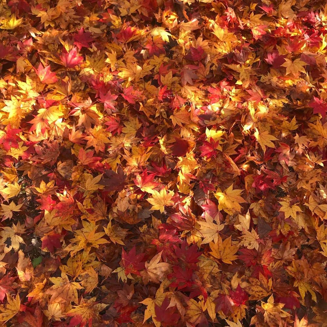 丸山敬太さんのインスタグラム写真 - (丸山敬太Instagram)「自然のテキスタイル 敷き詰められた絨毯」10月27日 11時08分 - keitamaruyama