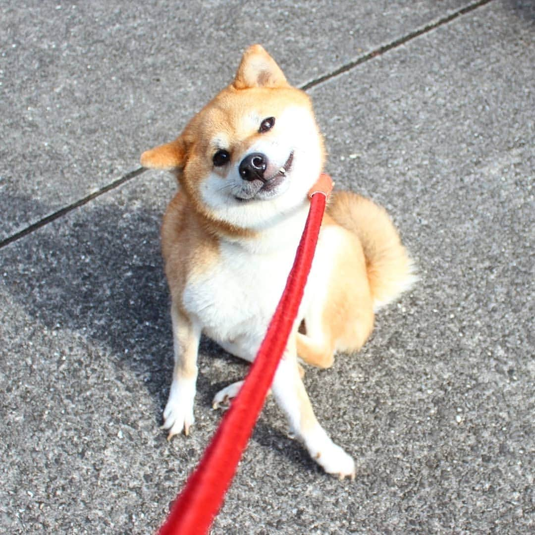 柴犬たま Shibainu Tamaのインスタグラム