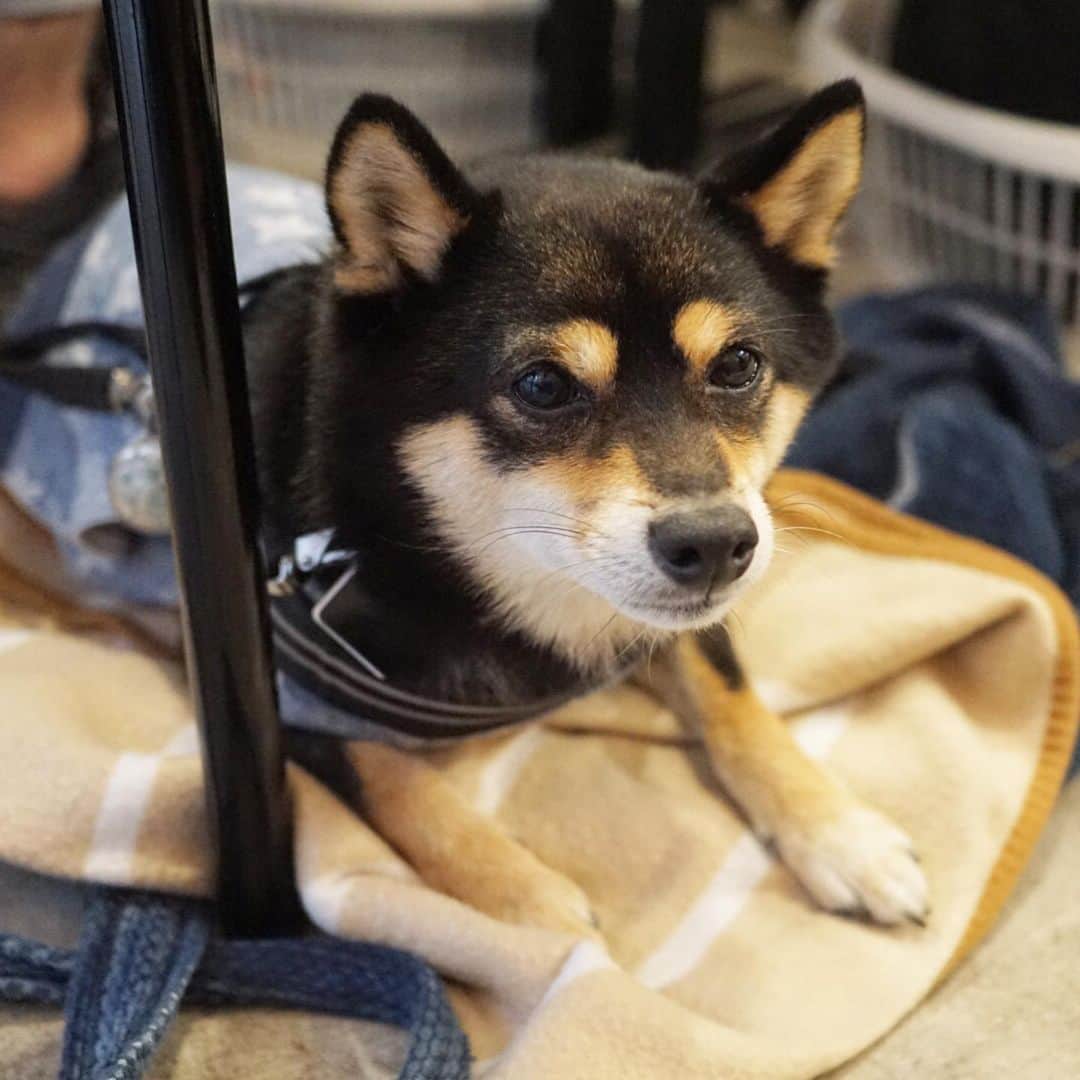 黒豆柴こむぎのグルメインスタ