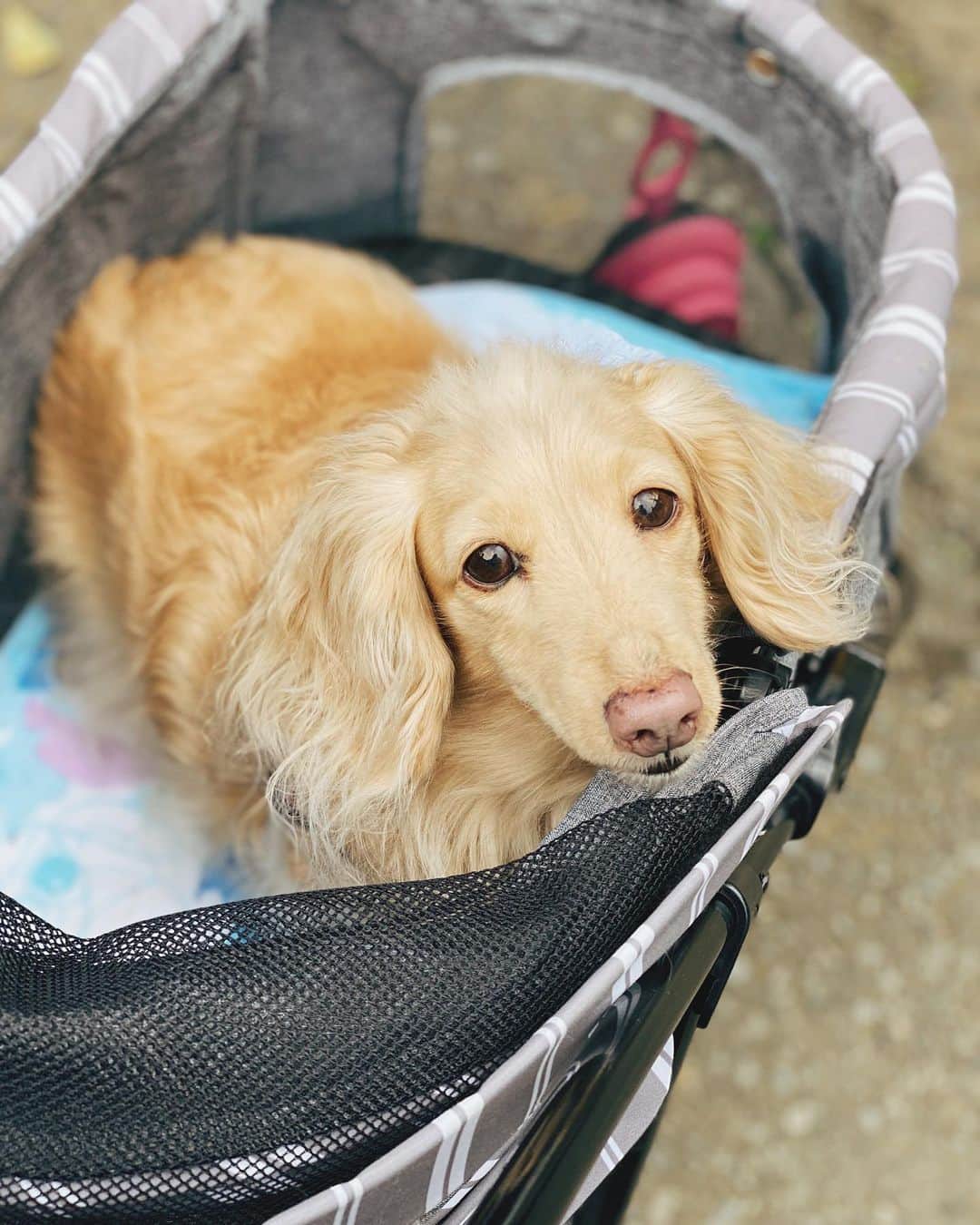 BETTYのインスタグラム：「今日のお出かけでは ほとんどカートにいたのに へばっていた子。(笑)」
