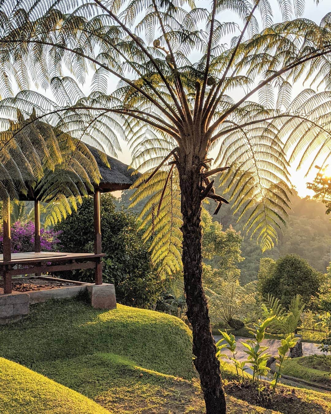 masayaさんのインスタグラム写真 - (masayaInstagram)「Morning light Bagus Jati Health & Wellbeing Retreat Ubud Bali Indonesia ウブドの朝 #pixelで撮影 #teampixel #googleのスマホ #sponsored」10月27日 21時48分 - moonlightice