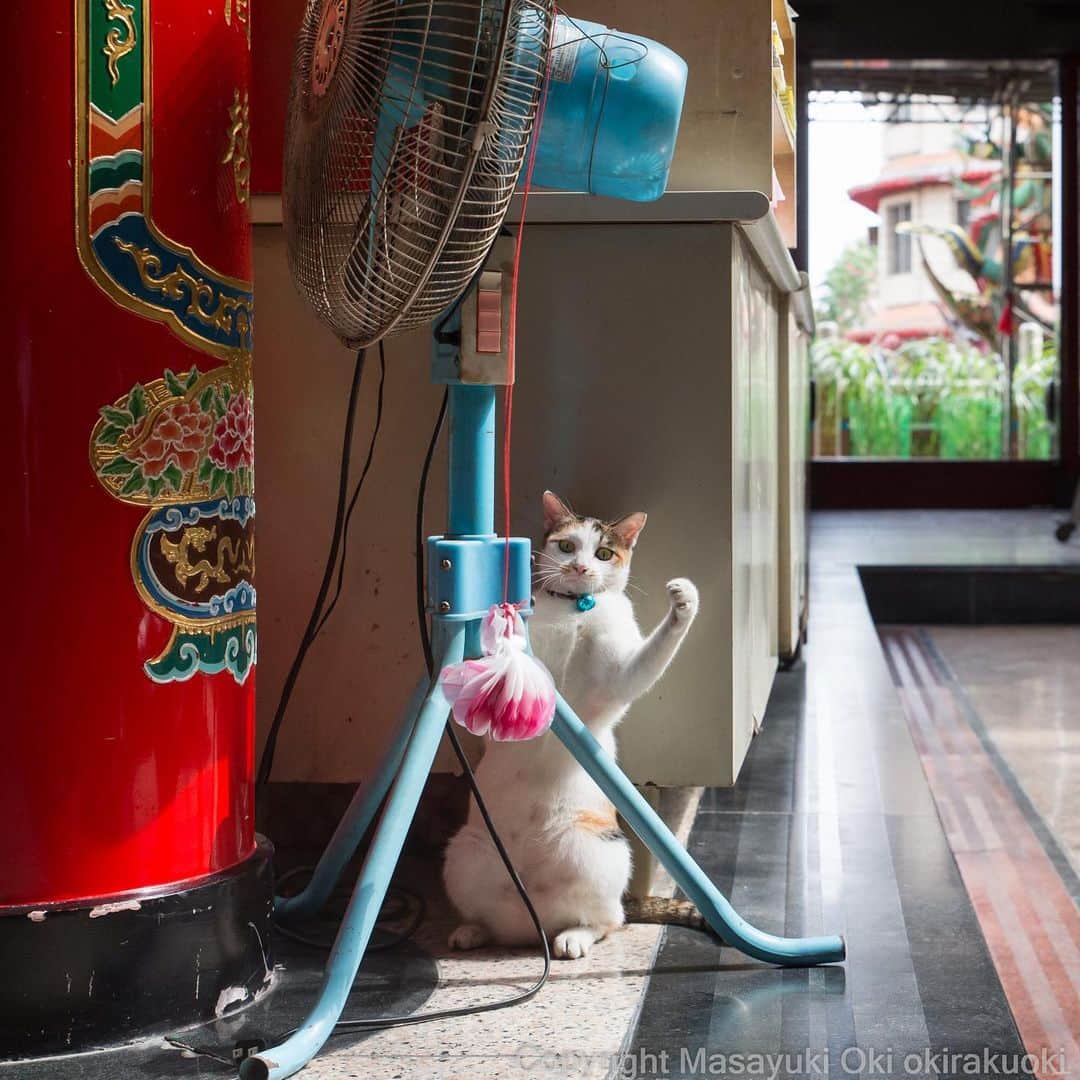 Masayukiさんのインスタグラム写真 - (MasayukiInstagram)「ちょいちょい遊ぶ。  #cat #ねこ」10月27日 21時56分 - okirakuoki