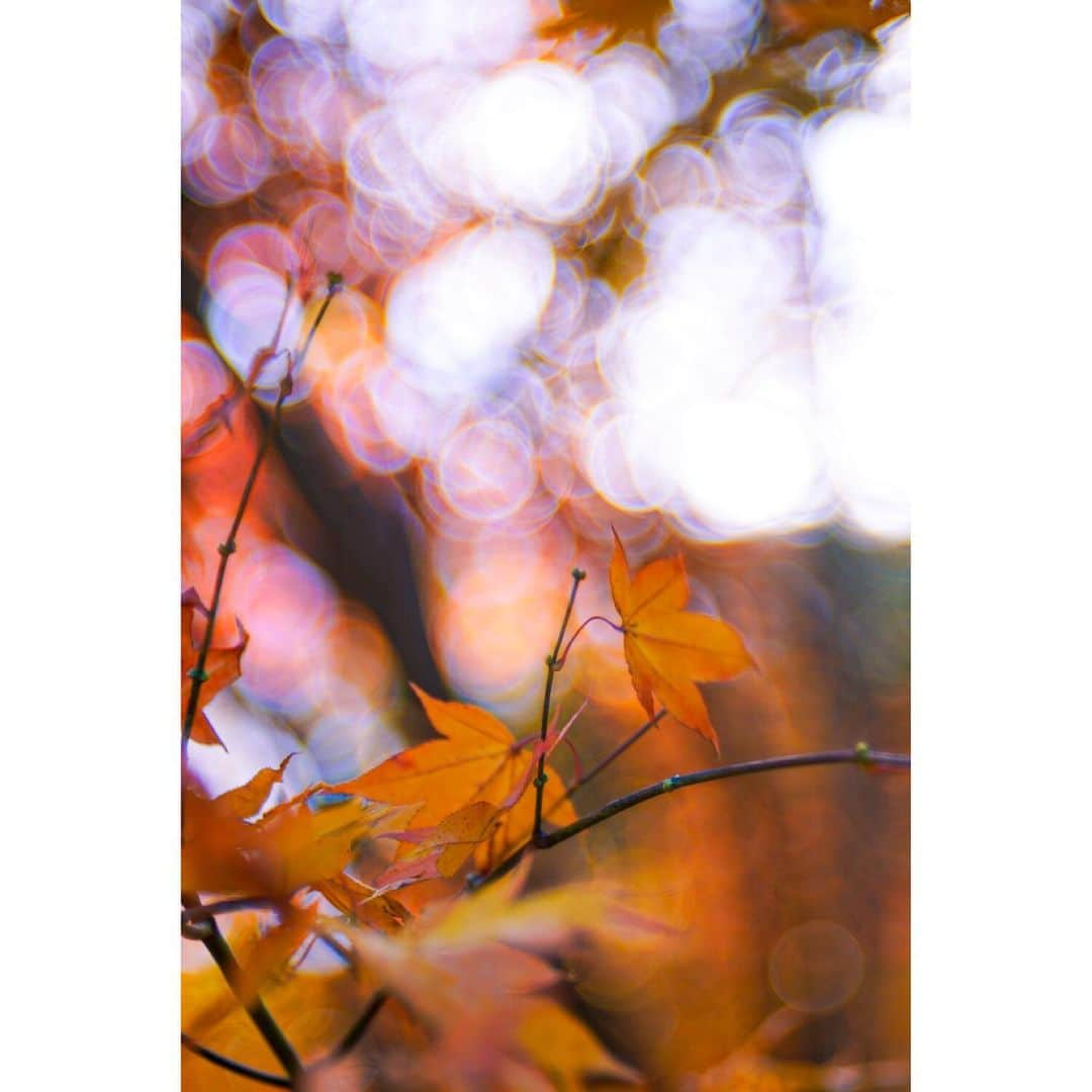 莎奈 のインスタグラム：「紅葉。 北海道キタ。 * この変なレンズ、ボケの方が主役になって面白い。 * #trioplan100 #α7iii #meyeroptikgörlitz」