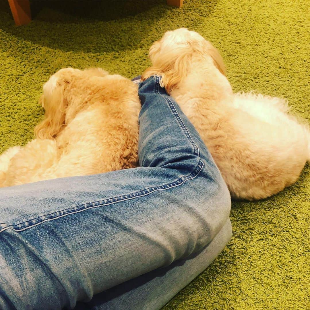 北山陽一のインスタグラム：「ふと気付くと足元があたたかいのであった。#きたやまおもち #きたやまおかき」