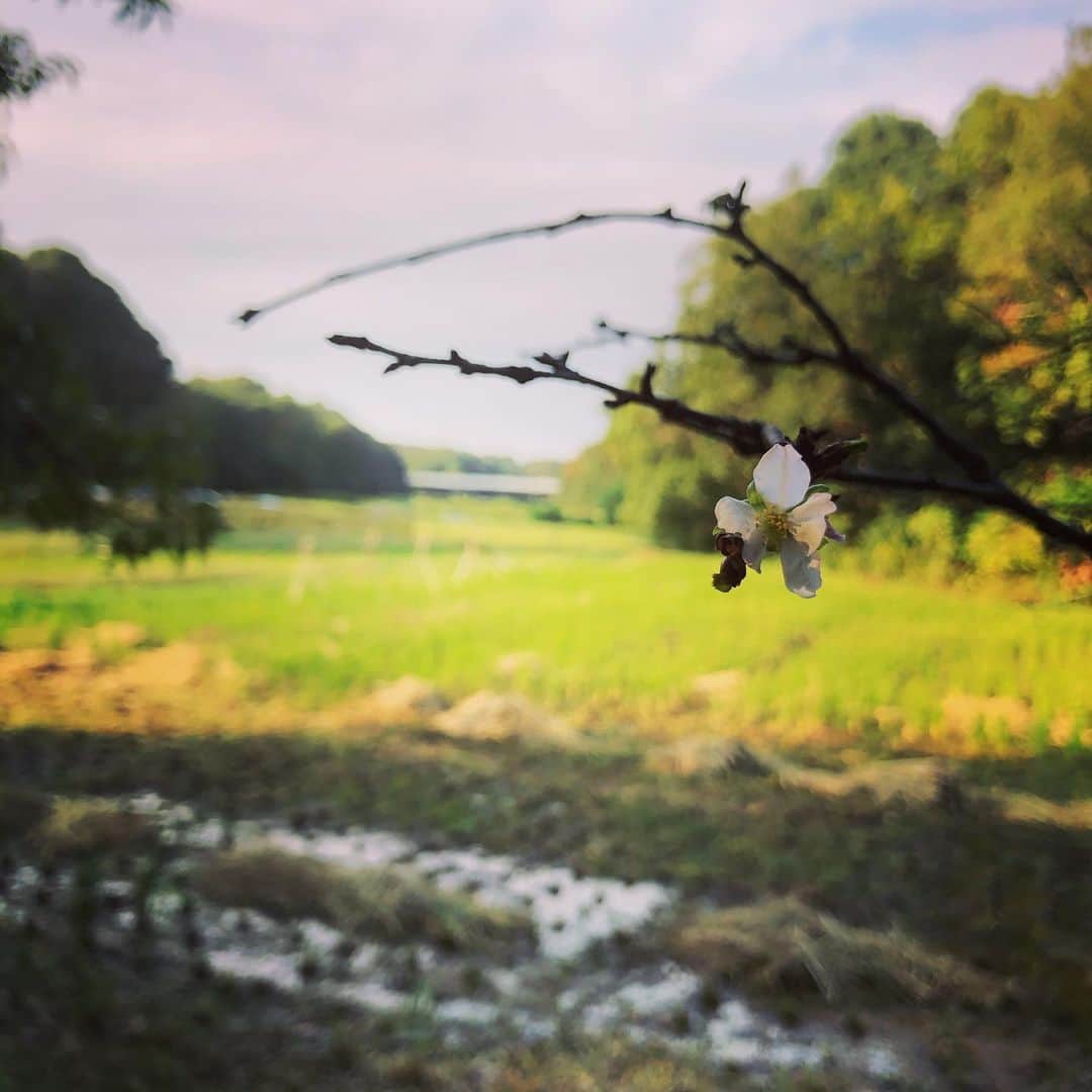 佐藤尚之のインスタグラム：「#小確幸 #稲刈り #季節外れの桜」
