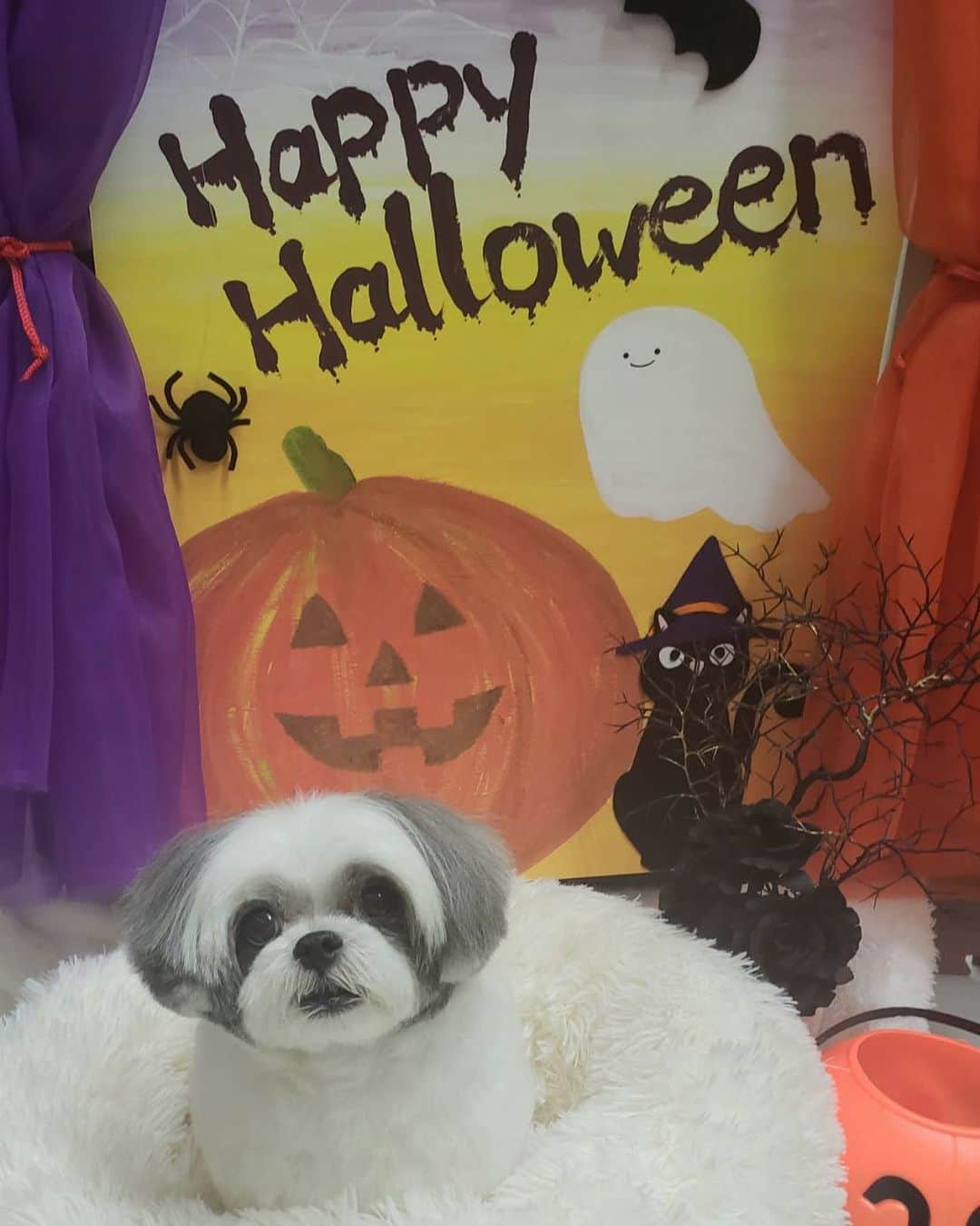のインスタグラム：「ハッピーハロウィーンだょ🎃 お菓子ちょうだいっ❤️ #濱田もち」