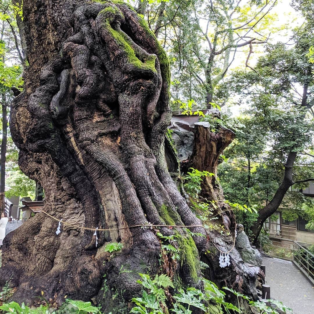 三喜本惠美さんのインスタグラム写真 - (三喜本惠美Instagram)「・ 来宮神社へお参りして来ましたよ🙏 樹齢2000年の大楠は日本でニ番目 太さは日本一だそうです😌 一周すると願いが叶うとか… とにかく凄い迫力でとてもじゃありませんが きやすく触れません‼️ 宮司さんがデザインされた境内は モダンで清潔で斬新でした✨ 茶寮では甘酒にシフォンケーキを頂きながら ひと休憩できちゃいました😋 #来宮神社#熱海旅行#熱海観光#御神木#樹齢2000年#大楠#楠のアロマオイルをゲット#娘は砂利に夢中#パパが片付け苦戦😅」10月27日 15時45分 - megumi_mikimoto