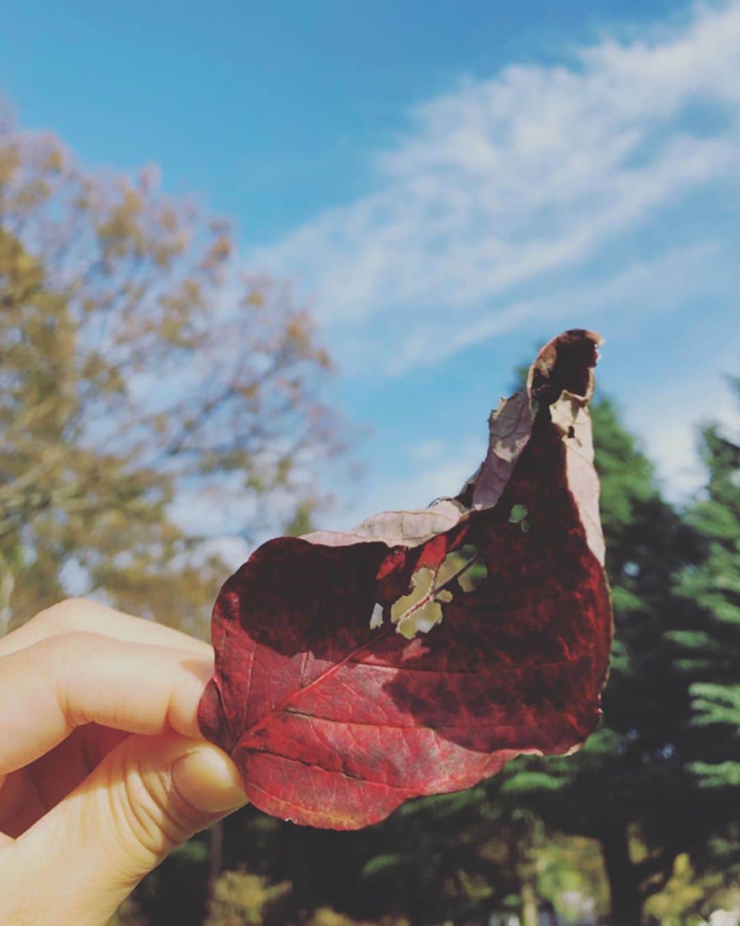 尾形沙耶香さんのインスタグラム写真 - (尾形沙耶香Instagram)「#beautifulautumn 🍁  #秋」10月27日 15時48分 - sayakaogata
