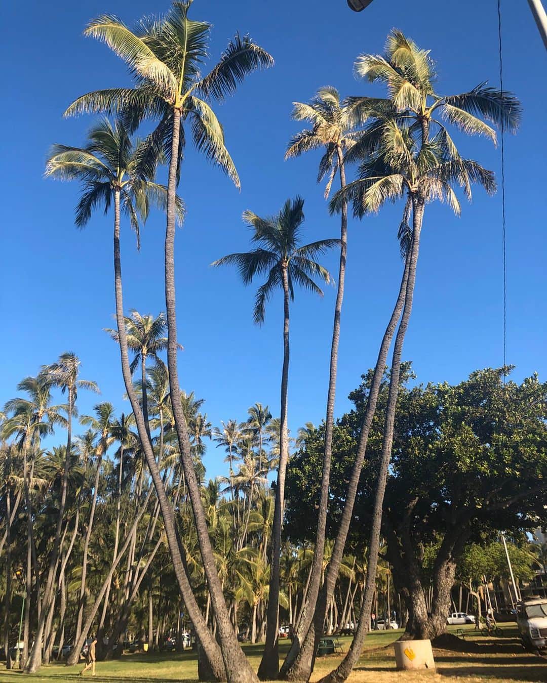 山田愛さんのインスタグラム写真 - (山田愛Instagram)「#summervibes  自然の青がめっちゃ好き🌊 #hawaii には好きなものがたくさんある🌴💙 #palmtrees #ocean #blue #hawaii #hawaiian」10月27日 16時10分 - aiyamada_