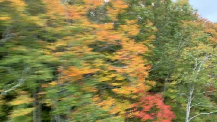 ティーナ・カリーナのインスタグラム：「山形の美しい紅葉をどうぞ🍁🍁 秋ですねぇ☺️ #帰り道」