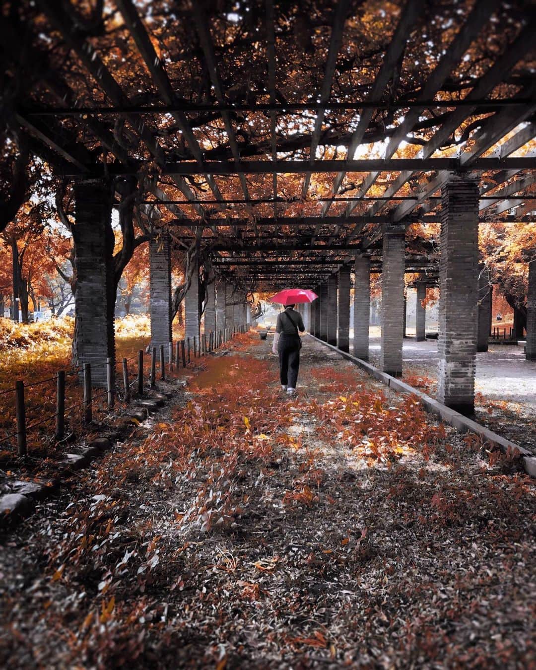 sunday_722さんのインスタグラム写真 - (sunday_722Instagram)「*﻿ Autumnal tints﻿ 🍂秋の色合い🍁﻿ *﻿ 昨日の夕方から﻿ 一気寒くなって﻿ びっくり🤧﻿ ﻿ *﻿ Device:iPhoneX﻿ Apps:Snapseed/RNIFILMS *﻿ *﻿ #mwjp﻿ #umbrellaplant  #ShotOniPhone﻿ #ShotOniPhoneX﻿ #tv_tinypeople﻿ #eyeemoninstagram﻿ #ig_photooftheday﻿ #fukuokapics﻿ #indies_gram﻿ #exklusive_shot﻿ #visionofpictures﻿ #jj_mobilephotography ﻿ #tv_pointofview﻿ #youmobile﻿ #busystranger﻿ #gominimalmag﻿ #somewheremagazine﻿ #tv_pointofview﻿ #artofvisuals﻿ #transfer_visions」10月27日 17時10分 - sunday_722