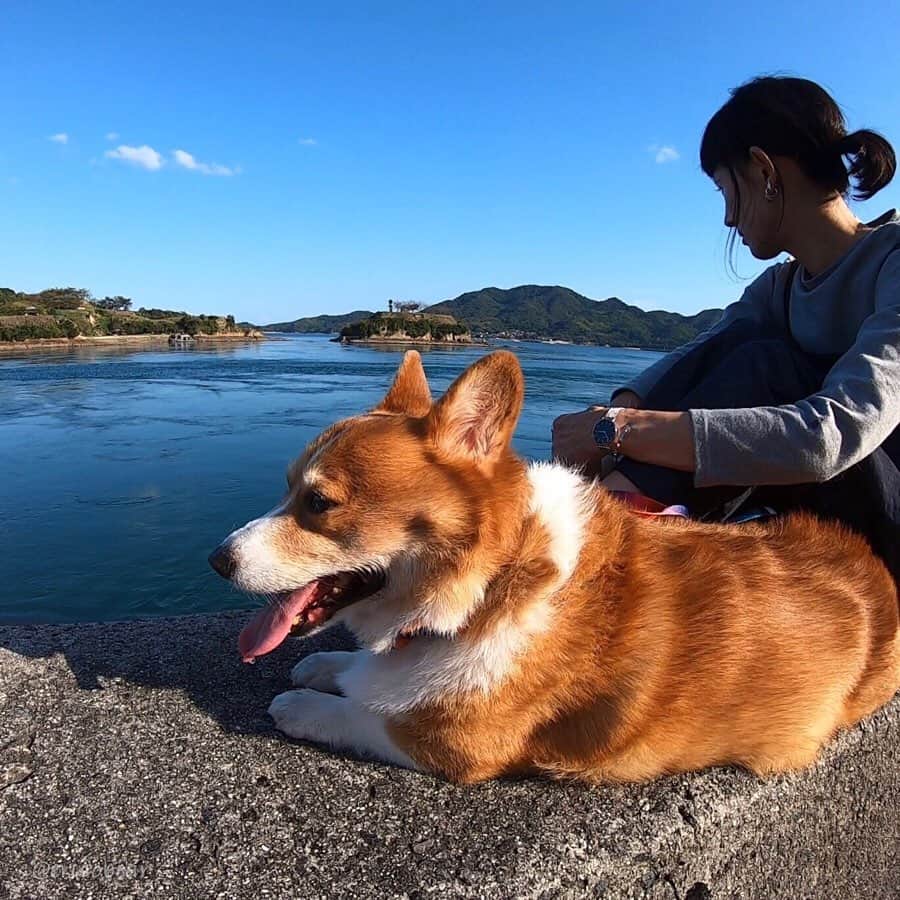 ericoのインスタグラム：「✩ 俺、しまなみマルシェに行ってきたぜ！ いい子で待てたから ご褒美にいちご🍓✨貰ったぜ ✩ If I'll be a good boy, will you give me a strawberry? ✩ #しまなみマルシェ #大島 #しまなみ海道 #能島城跡  #それいけ力丸くん #コーギー  #犬のいる暮らし#pembrokewelshcorgi  #corgistagram #barked #dogsofinstagram #buzzfeed #corgisofinstagram  #dailyfluff #9gag #weeklyfluff #dogstagram」