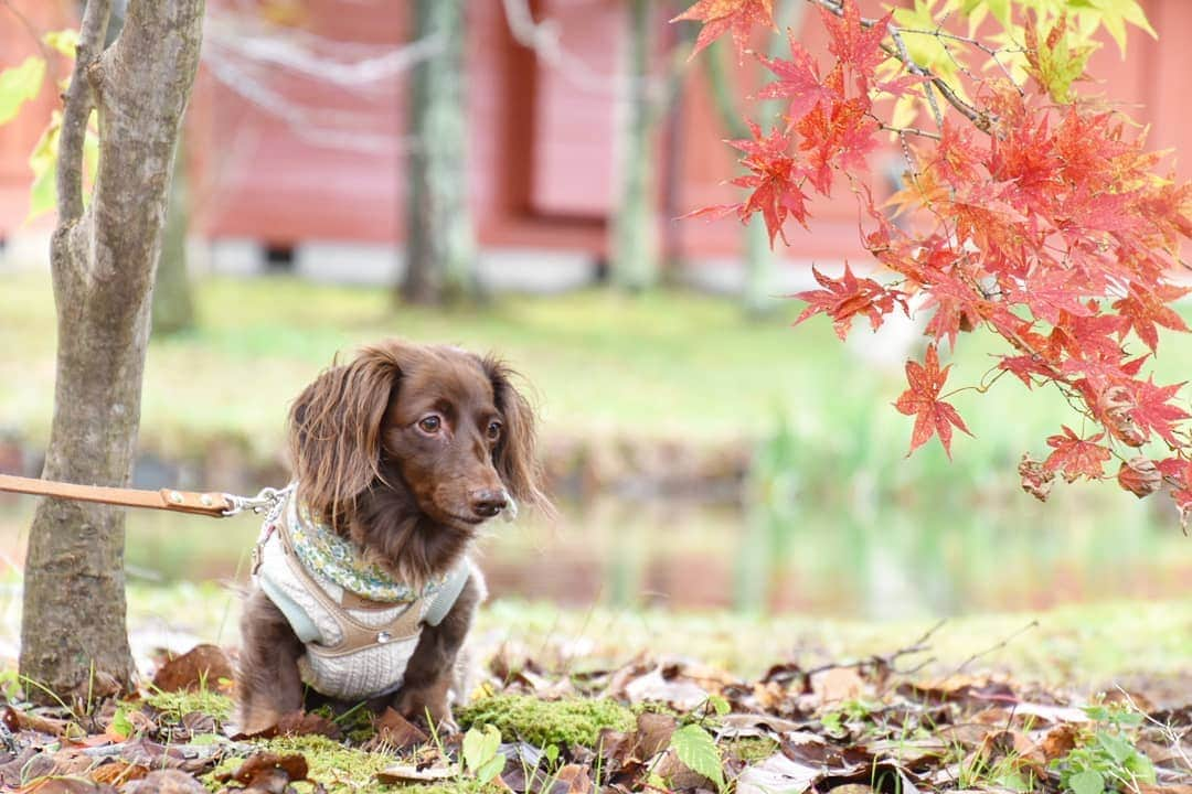 etsukoさんのインスタグラム写真 - (etsukoInstagram)「* 2019.10.27 🍁 * * * 🐶 『🍁真っ赤だなぁ～(๑˘0˘๑)~♩*』 * * * 👧 『所々ね…🍁 まだまだ これこらかな( *¯ ³¯*)🍁💭』 * * * カサカサ落ち葉の上を 歩くのが好きなアロハさん(＊ˊ艸ˋ)♬ 久しぶりに しっぽも アゲアゲ⤴︎⤴︎でした(*´▽`*)♬*゜ * * * #アロハと素敵巡り2019  #アロハの秋2019 #軽井沢散歩2019秋 #軽井沢タリアセン  #もみじ #紅葉 #あろまっぷ  #ミニチュアダックスフンド #ミニチュアダックス #ダックスフンド #ダックス #チョコソリッド #ワンコなしでは生きて行けません会  #犬のいる暮らし  #miniaturedachshund  #miniaturedachs  #dachshund #dogoftheday  #ig_dogphoto #todayswanko  #whim_fluffy #alohahappy🐶 * * *」10月27日 18時04分 - aloha_with_etsuko