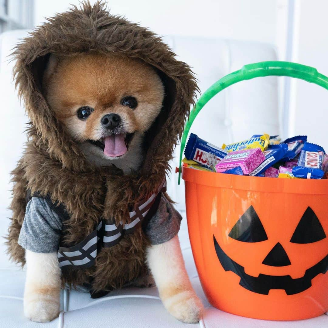 jiffさんのインスタグラム写真 - (jiffInstagram)「🎃」10月27日 18時10分 - jiffpom