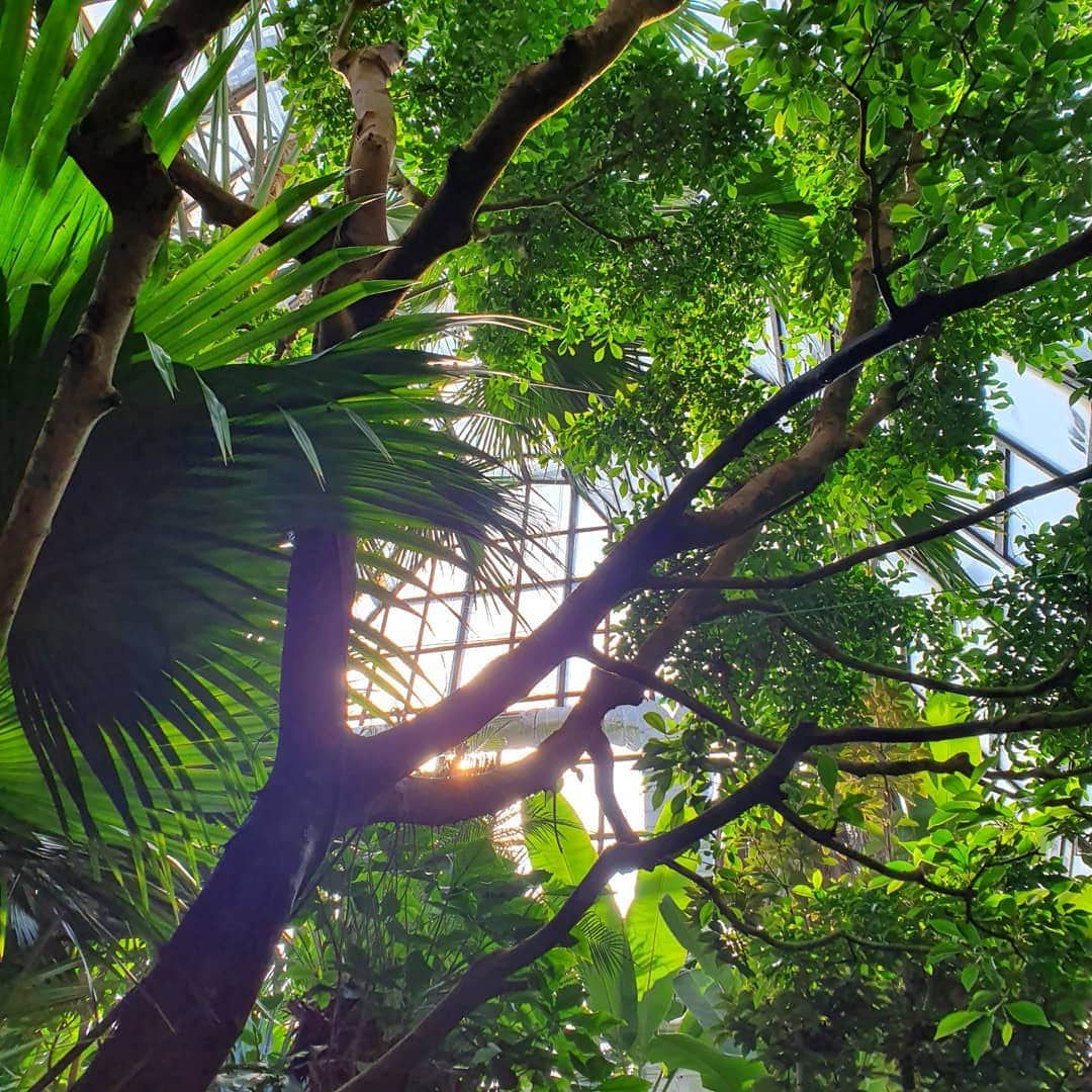 カン・ソラさんのインスタグラム写真 - (カン・ソラInstagram)「#식물원 #어린이대공원 #botanicgarden」10月27日 19時17分 - reveramess_