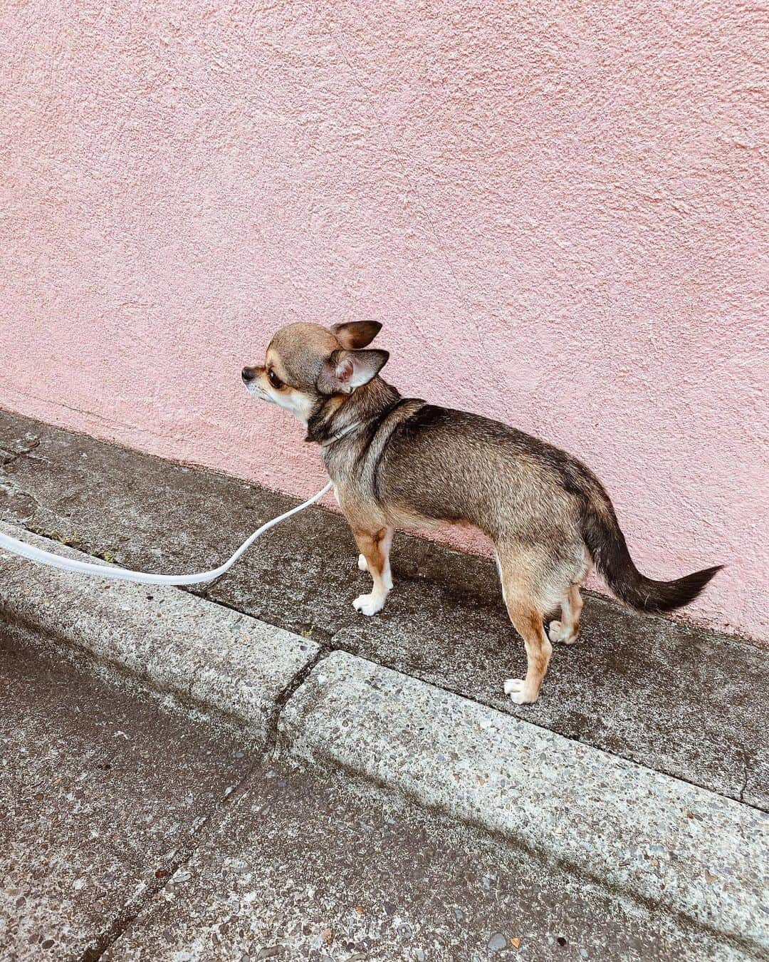 岡田美季さんのインスタグラム写真 - (岡田美季Instagram)「公園散歩🍒 美味しいご飯にしてたらカロリー高めで太っちゃった🐶 ご飯を変えて少しダイエット。 からだが小さいから少し太るとお医者様に注意されちゃうから気をつけなきゃ。 長生きしてほしいからご飯の成分にはすごく気をつけたいけど何が正解か💭 #holiday #愛犬 #こつぶ」10月27日 19時38分 - mikiokada0225