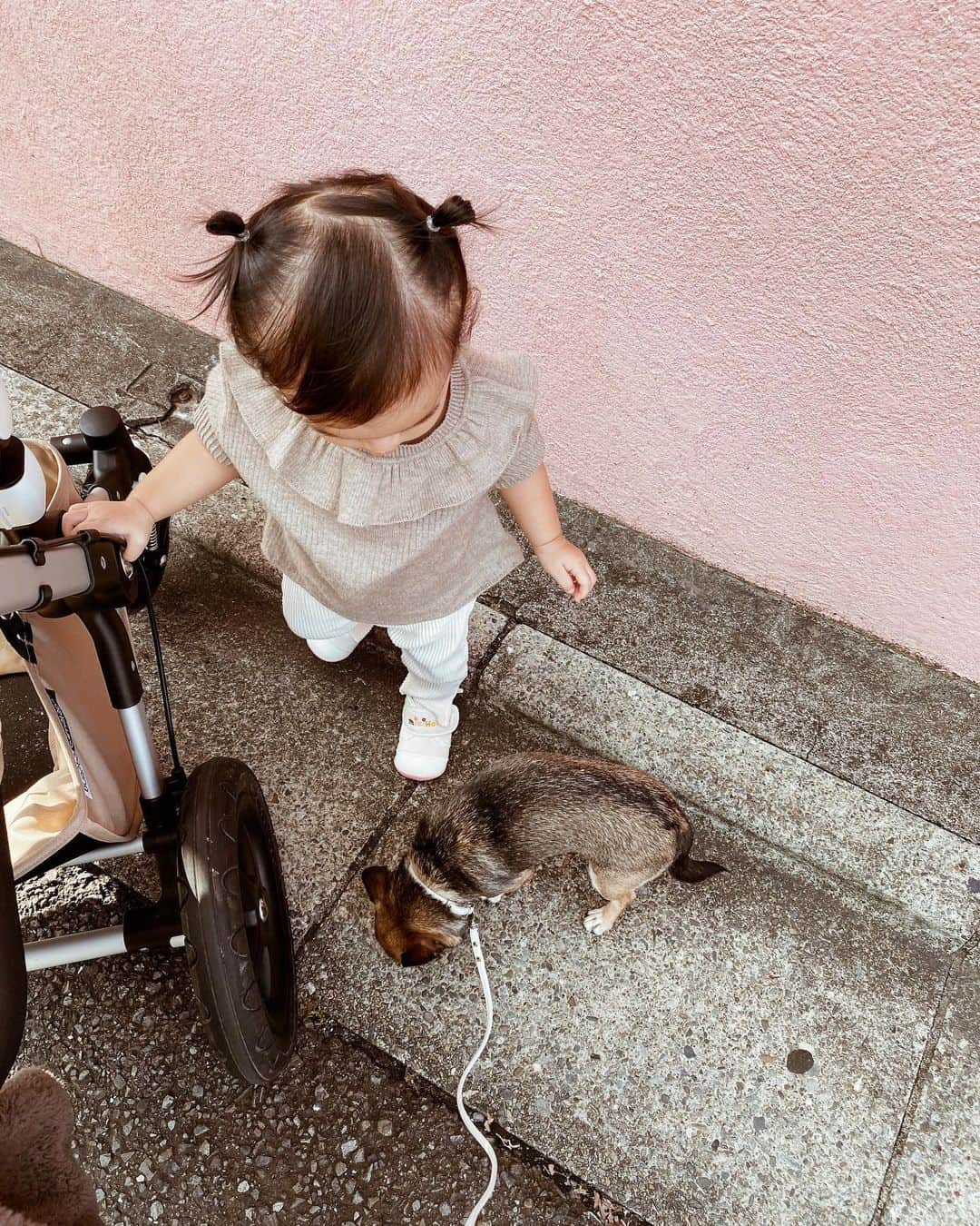 岡田美季さんのインスタグラム写真 - (岡田美季Instagram)「公園散歩🍒 美味しいご飯にしてたらカロリー高めで太っちゃった🐶 ご飯を変えて少しダイエット。 からだが小さいから少し太るとお医者様に注意されちゃうから気をつけなきゃ。 長生きしてほしいからご飯の成分にはすごく気をつけたいけど何が正解か💭 #holiday #愛犬 #こつぶ」10月27日 19時38分 - mikiokada0225