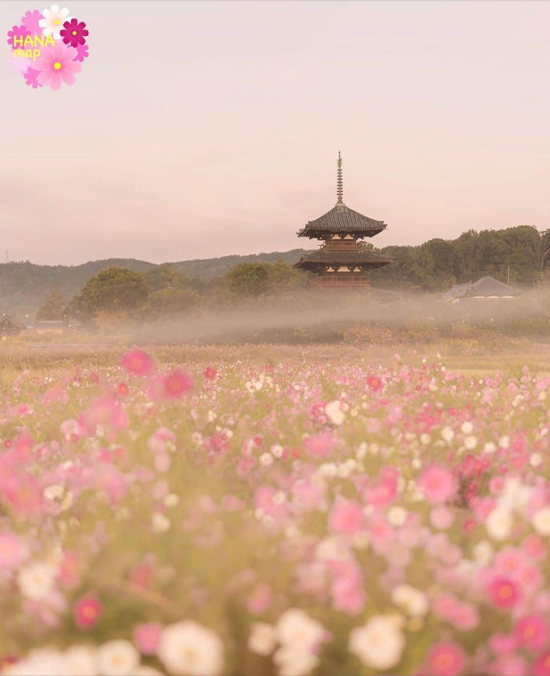 はなまっぷ❁日本の花風景さんのインスタグラム写真 - (はなまっぷ❁日本の花風景Instagram)「🌼🌸はなまっぷの秋桜まつり🌸🌼 *  @raradx1110.beru0216 さんの 秋桜に花まるを💮 * 雨にも負けず風にも負けず可憐でひたむきな秋桜をありがとうございます😊🌸 * 奈良　#法起寺 Houkiji Temple, Nara Pref. * 🌼コスモスの花言葉🌼 乙女の真心、調和 * 🌸•••🌼•••🌸•••🌼•••🌸•••🌼•••🌸 * 🌼🌸はなまっぷの秋桜まつり🌸🌼 〜10/31頃まで #はなまっぷ  のタグの中から、秋桜のお写真をご紹介させていただきます。期間中はランダムに、複数枚投稿でもご紹介させていただく場合がございます。 * #秋#秋桜#コスモス#花#花畑 * 🌸•••🌼•••🌸•••🌼•••🌸•••🌼•••🌸 *」10月27日 19時57分 - hanamap