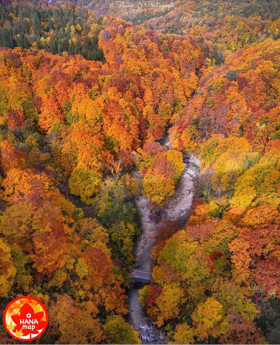 はなまっぷ❁日本の花風景さんのインスタグラム写真 - (はなまっぷ❁日本の花風景Instagram)「🍂🍁はなまっぷの紅葉まつり🍁🍂 * @shoko.n_photograph さんの 紅葉に花まるを💮 * 色とりどりに染まる美しい日本の秋をありがとうございます😊🍁🍂 * 青森　#城ヶ倉大橋 Jogakura bridge, Aomori Pref. * 見頃を過ぎている場所もご紹介しています。 お出かけの際はHP等で最新の情報をご確認くださいね🙏🍁 * 🍁•••🍂•••🍁•••🍂•••🍁•••🍂 * 🍂🍁はなまっぷの紅葉まつり🍁🍂 〜紅葉の季節が終わる頃まで #はなまっぷ  のタグの中から、紅葉のお写真をご紹介させていただきます。期間中はランダムに、複数枚投稿でもご紹介させていただく場合がございます。 * #秋#紅葉#風景」10月27日 19時54分 - hanamap