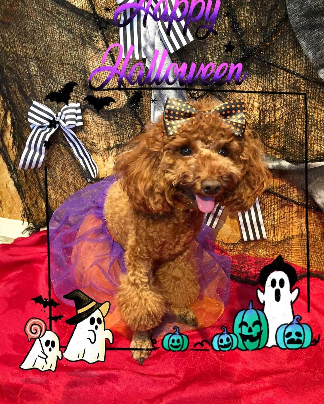 知念芽衣さんのインスタグラム写真 - (知念芽衣Instagram)「#happyhalloween #ハロウィン #trickortreat  #ハロウィン2019  #犬の仮装  #dogstagram #わんすたぐらむ #トイプードル #toypoodle」10月27日 20時12分 - meichinen