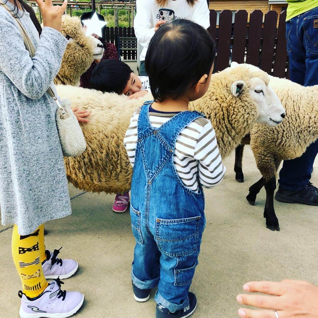 井原早紀のインスタグラム：「千葉県のマザー牧場に来ましたー✨ 羊にタッチしては、ちょっと怖くて抱きついてくる息子が可愛いかったです🤤笑  それと今日は、ものすごく人が多くて、活気があってびっくり😳千葉県を盛り上げようっていう企画で、地元の人は入場料が無料でしたー。  車で走っていて、台風の爪痕はまだ感じられるものの、観光地は営業してる所が多いので、2泊3日でしっかり遊んできまーす♩  #マザー牧場#羊#千葉県#千葉観光 #旅行#子育て#男の子ママ#１歳10ヶ月 #牧場ファッション」