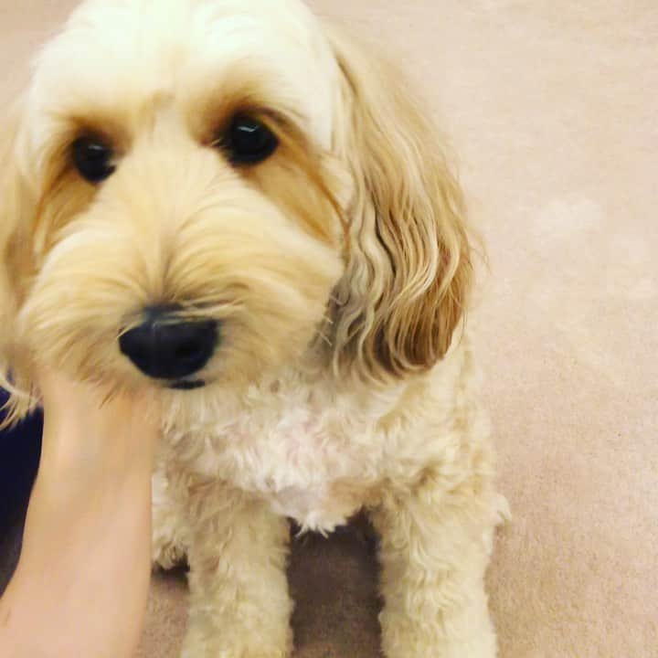 北山陽一のインスタグラム：「やり方はそれぞれ。#撫でろましーん #きたやまおかき」