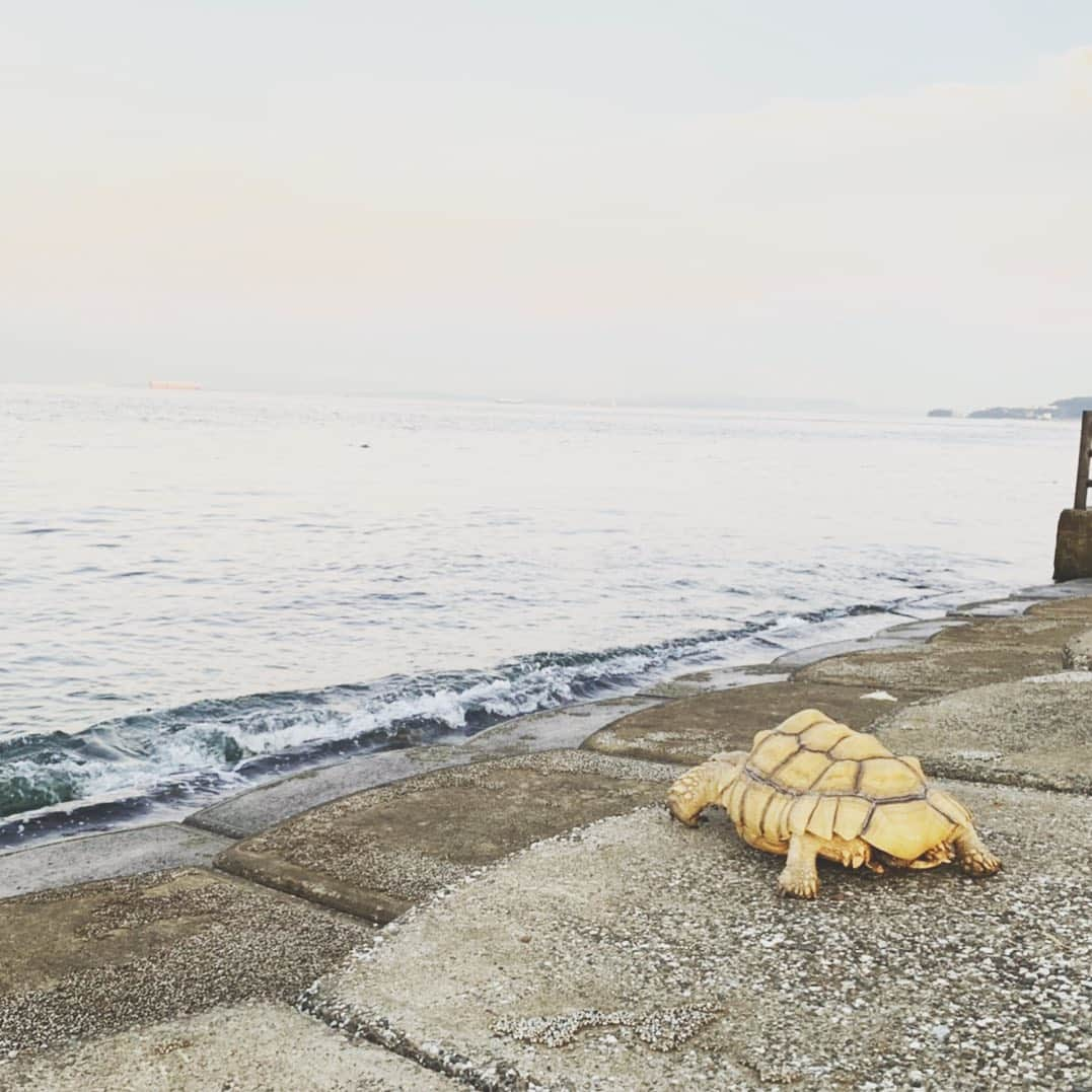 赤荻百華さんのインスタグラム写真 - (赤荻百華Instagram)「親分。 ウミガメになりました。  #reptile  #爬虫類 #爬虫類女子  #ケヅメリクガメ」10月27日 21時03分 - tokagekinobori