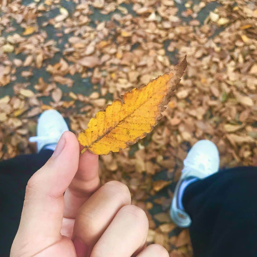 池添俊亮さんのインスタグラム写真 - (池添俊亮Instagram)「秋を見つけました🍂 小さい頃お母さんと松ぼっくりを拾いに公園行ってたのを思い出す。  最近、後ろ向きな気持ちになってしまいそうな時は公園に行って深呼吸してます。 昔はそんなアドバイスをもらってもばかばかしいって思ってたぐらいなのに、自然の中での深呼吸って本当に心のお掃除になるなぁって。 大人になったのかな。笑  #autumnorange」10月28日 7時36分 - zoe_boy_0427