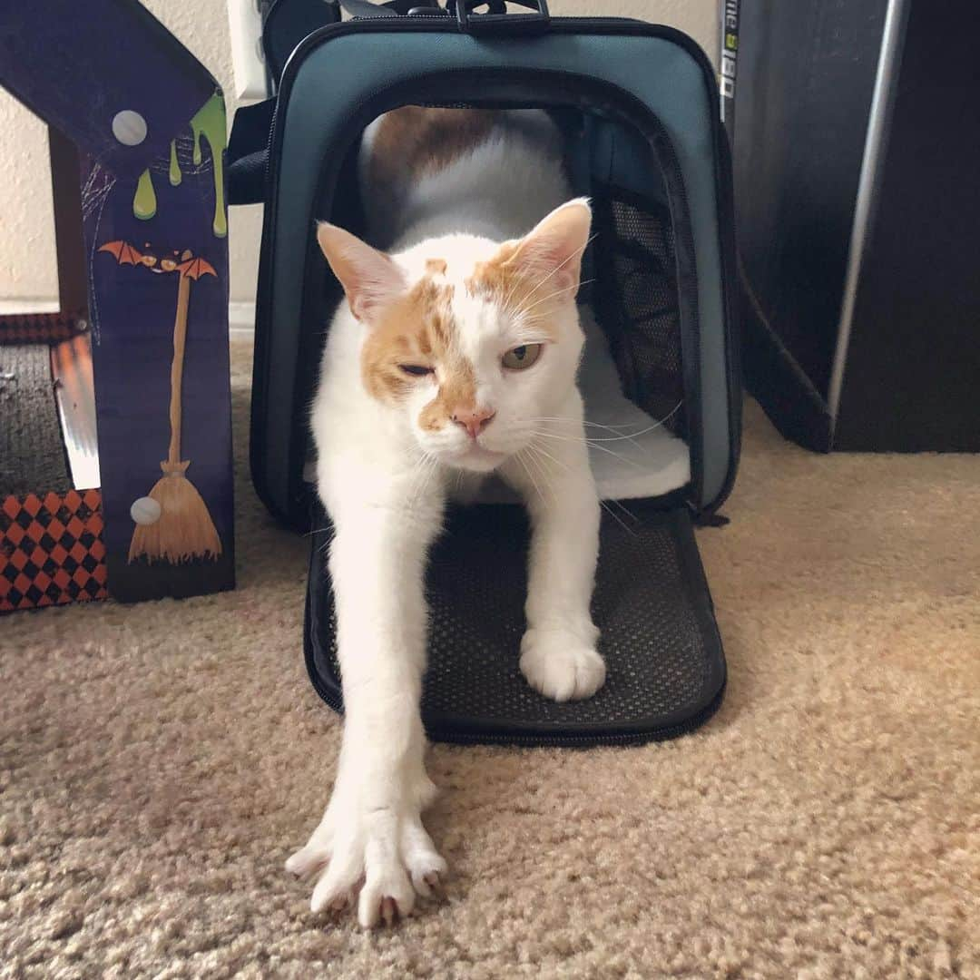 Richard Kittyさんのインスタグラム写真 - (Richard KittyInstagram)「Got Richard a new comfy carrier for vet trips and such. I left it out so he could get used to it, and came home to find him napping inside. A good sign!!」10月28日 7時34分 - richard_kitty