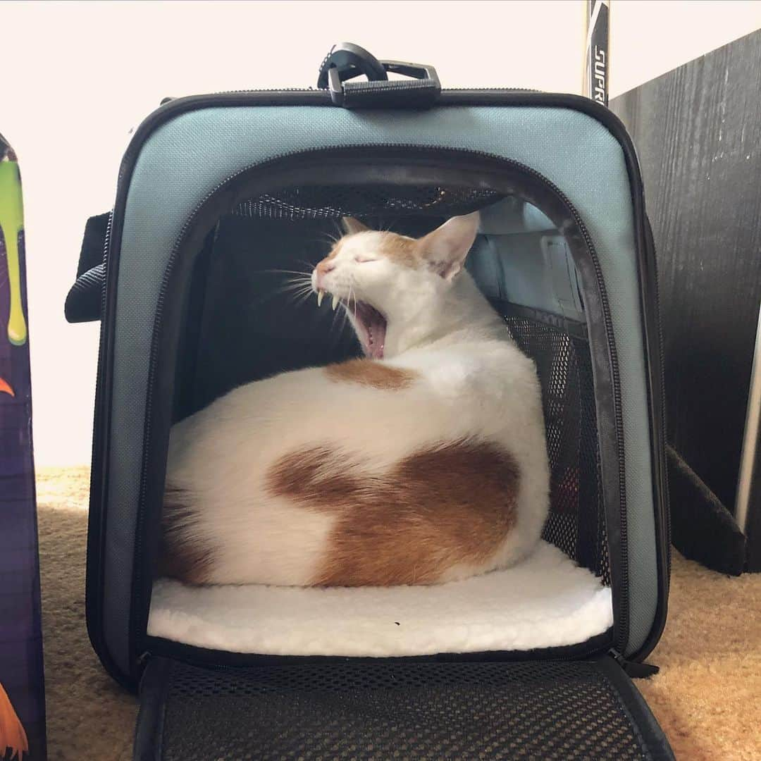 Richard Kittyさんのインスタグラム写真 - (Richard KittyInstagram)「Got Richard a new comfy carrier for vet trips and such. I left it out so he could get used to it, and came home to find him napping inside. A good sign!!」10月28日 7時34分 - richard_kitty