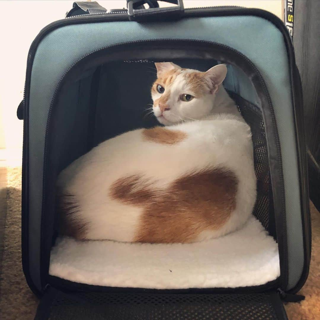 Richard Kittyさんのインスタグラム写真 - (Richard KittyInstagram)「Got Richard a new comfy carrier for vet trips and such. I left it out so he could get used to it, and came home to find him napping inside. A good sign!!」10月28日 7時34分 - richard_kitty