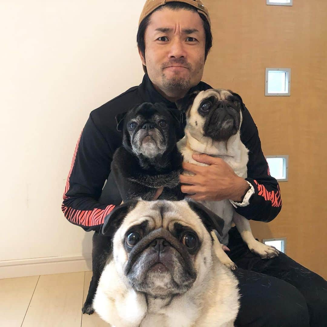 佐藤ルミナさんのインスタグラム写真 - (佐藤ルミナInstagram)「癒し系 #pug #puglife #アースエツグ」10月28日 8時07分 - ruminasato