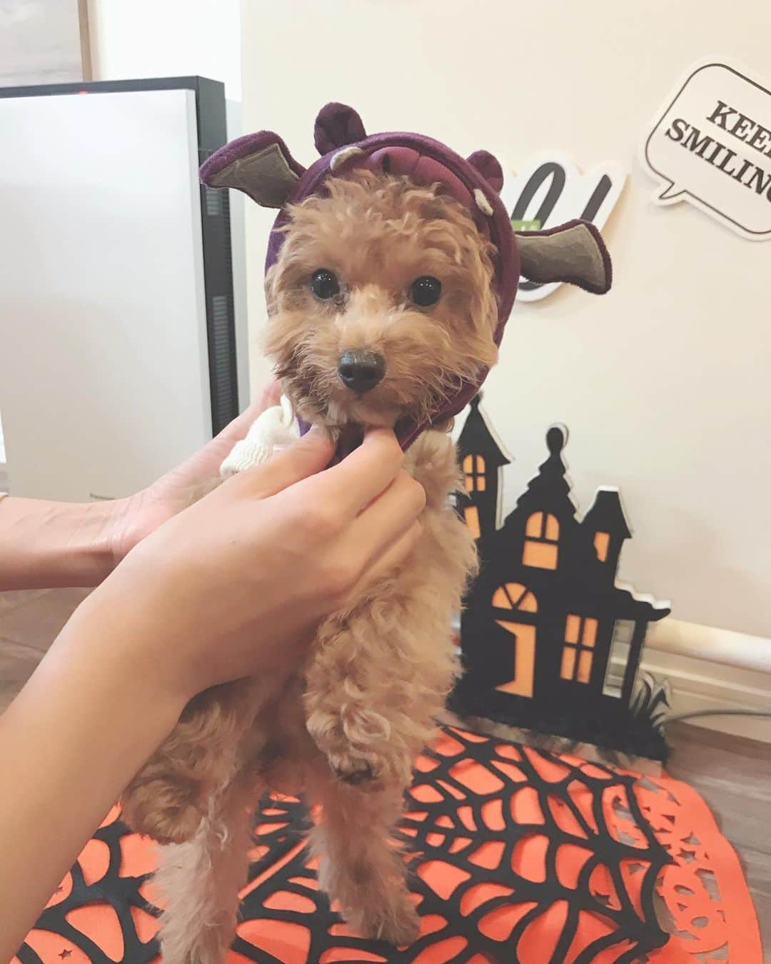 瀧山あかねさんのインスタグラム写真 - (瀧山あかねInstagram)「天使がハロウィンデビューです🎃﻿ ﻿ 可愛いすぎて可愛いすぎて、お友達にも家族にも送りつける🤦‍♂️﻿ ﻿ 「僕、なにさせられてるのー？」って言ってますね。🤦‍♂️﻿ ﻿ キョトン顔ー🤦‍♂️🤦‍♂️愛しい🤦‍♂️🤦‍♂️﻿ ﻿ #ティーカッププードル #親バカ部」10月28日 0時06分 - takiyama_akane