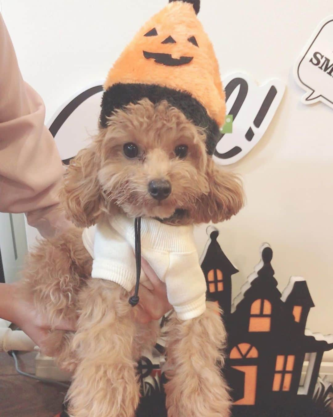 瀧山あかねさんのインスタグラム写真 - (瀧山あかねInstagram)「天使がハロウィンデビューです🎃﻿ ﻿ 可愛いすぎて可愛いすぎて、お友達にも家族にも送りつける🤦‍♂️﻿ ﻿ 「僕、なにさせられてるのー？」って言ってますね。🤦‍♂️﻿ ﻿ キョトン顔ー🤦‍♂️🤦‍♂️愛しい🤦‍♂️🤦‍♂️﻿ ﻿ #ティーカッププードル #親バカ部」10月28日 0時06分 - takiyama_akane