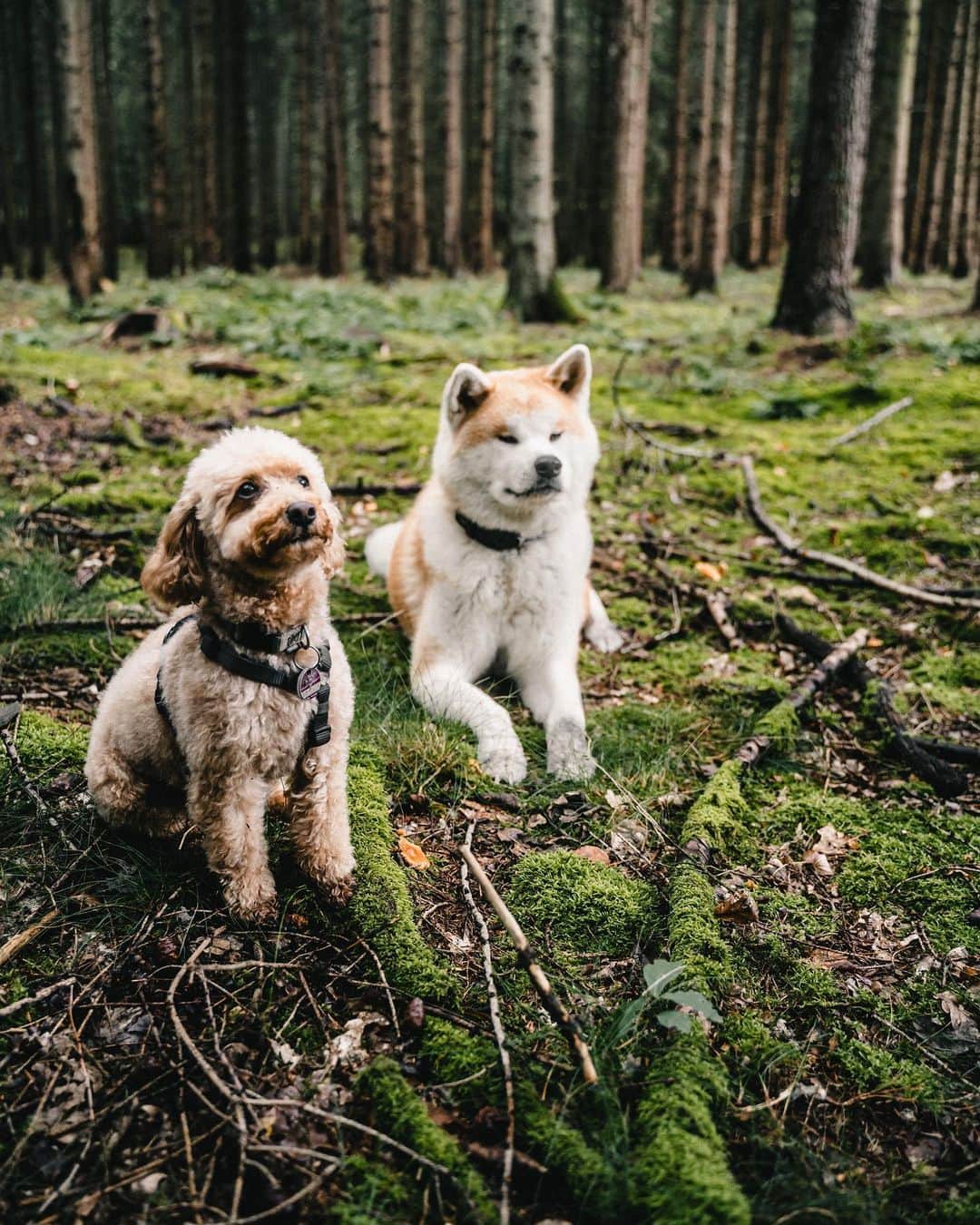 Mikkaのインスタグラム：「Forest day with my brother @the_sammysam 🐶😁 #akitaru#akitamix#akitaofinstagram#akitapics#akita_feature#akitalover#toypoodlegram#akitadog#akitajapan #poodlelover#toypoodlered」