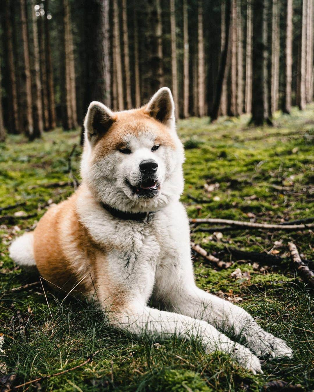 Mikkaさんのインスタグラム写真 - (MikkaInstagram)「Forest day with my brother @the_sammysam 🐶😁 #akitaru#akitamix#akitaofinstagram#akitapics#akita_feature#akitalover#toypoodlegram#akitadog#akitajapan #poodlelover#toypoodlered」10月28日 0時08分 - mikka