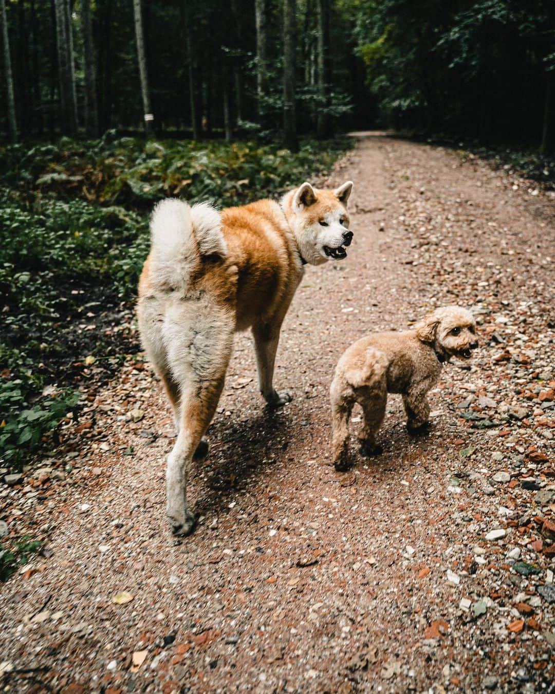 Mikkaさんのインスタグラム写真 - (MikkaInstagram)「Forest day with my brother @the_sammysam 🐶😁 #akitaru#akitamix#akitaofinstagram#akitapics#akita_feature#akitalover#toypoodlegram#akitadog#akitajapan #poodlelover#toypoodlered」10月28日 0時08分 - mikka