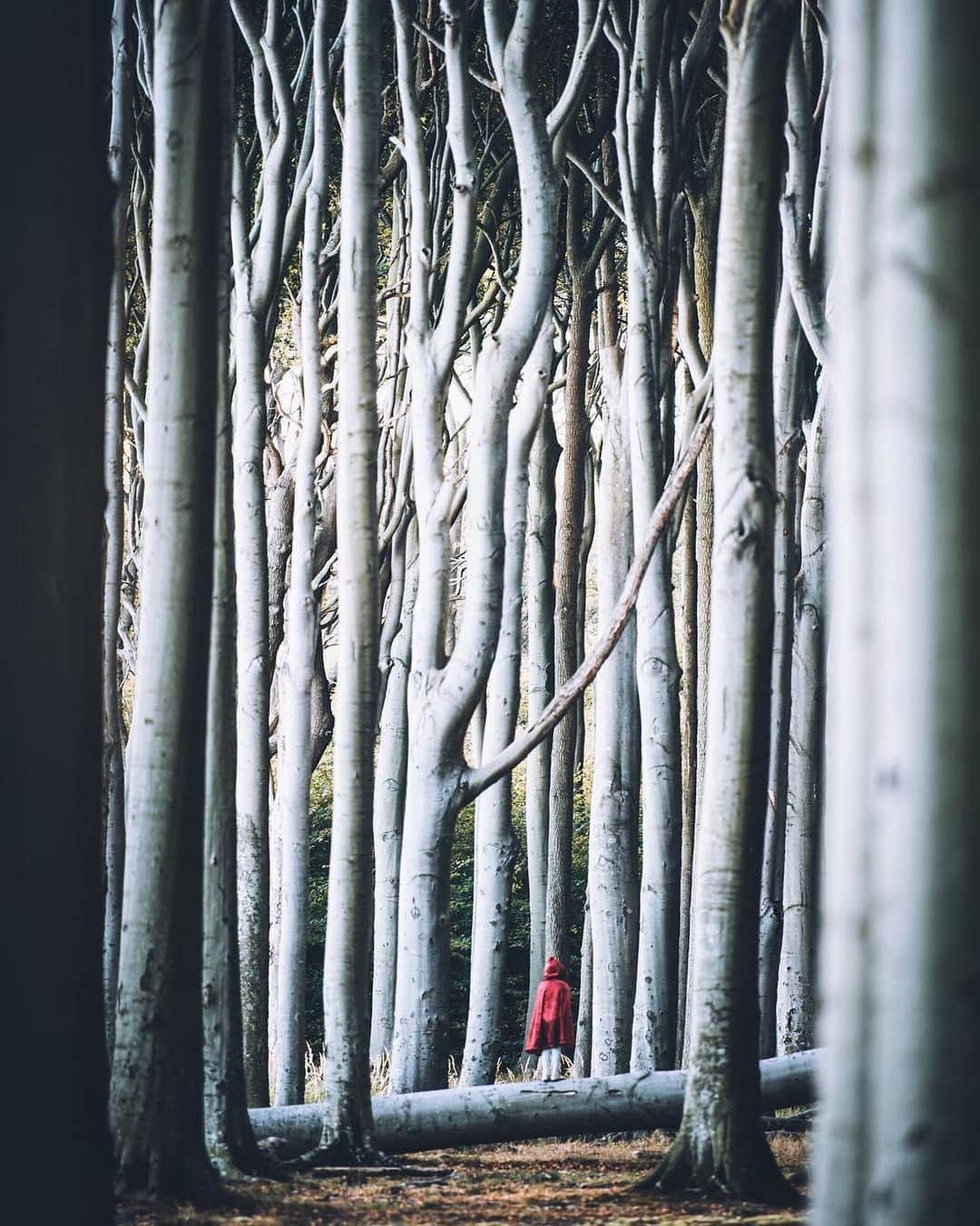 Instagramさんのインスタグラム写真 - (InstagramInstagram)「#HelloFrom Nienhagen’s Ghost Forest — straight out of a German fairy tale. 📕🐺⁣ ⁣ Photo by @jannikobenhoff」10月28日 0時16分 - instagram