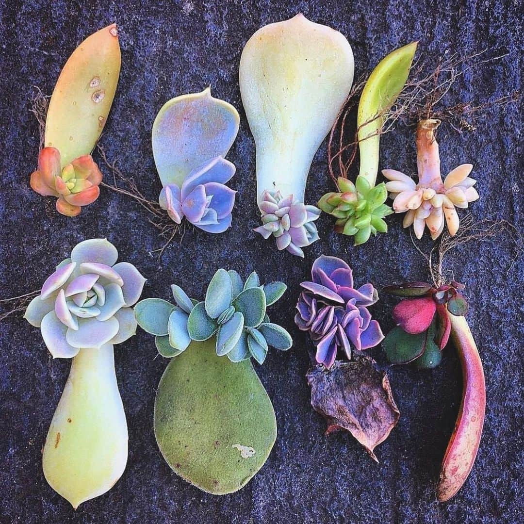 澤田友美さんのインスタグラム写真 - (澤田友美Instagram)「. なぁにこれ😳かわいい。 最近なぜか惹かれる植物。 . @suculentas.plantinhas 🌵」10月28日 1時43分 - tomomi__sawada