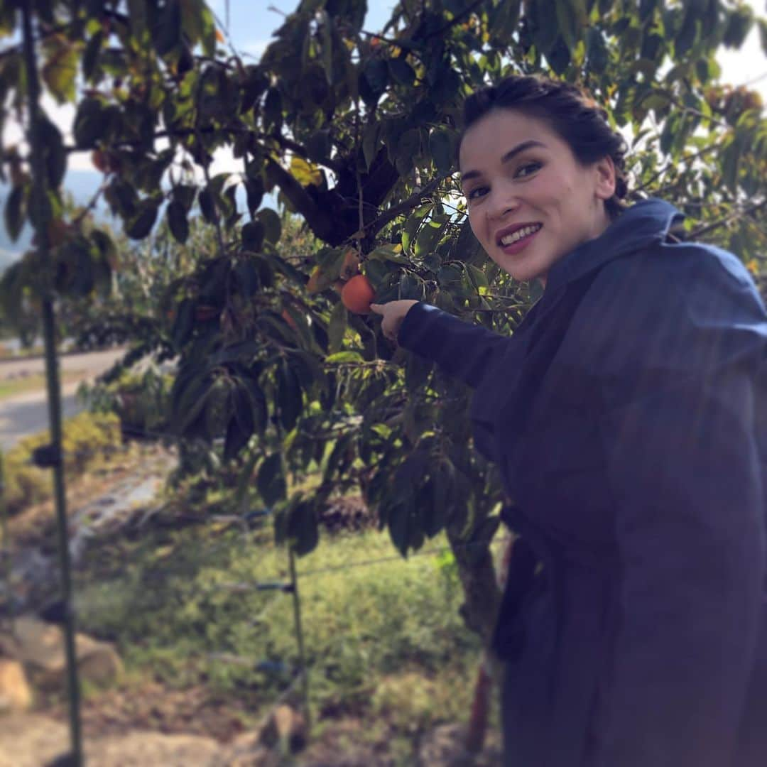 レイチェル・クーさんのインスタグラム写真 - (レイチェル・クーInstagram)「T O K Y O 🗼 Day 4. Headed to Yamanashi a couple hours out of town to film a NHK (National Japanese TV) special. Brekkie was a hot baked sweet potato. 🍠 It was each on their own the doors opened at the local green. I knew I was in the right place when I saw the grannies elbowing each other for the last bag of prized greens. 🥬🥑🥒 The green theme continued with veggie dishes galore (best crew lunch ever). Warmed my toes under  a Kotatsu (excuse my Japanese pronounciation). ☺️Discovered the native persimmons hanging off the tree. 🥣 Got to cook in a kitchen with a view of mount fuji 🗻 . . . . . . . . . . . . #rachelkhoo #japan #khootravels #tokyo #yamanashi #kotatsu #persimmon」10月28日 4時51分 - rachelkhooks