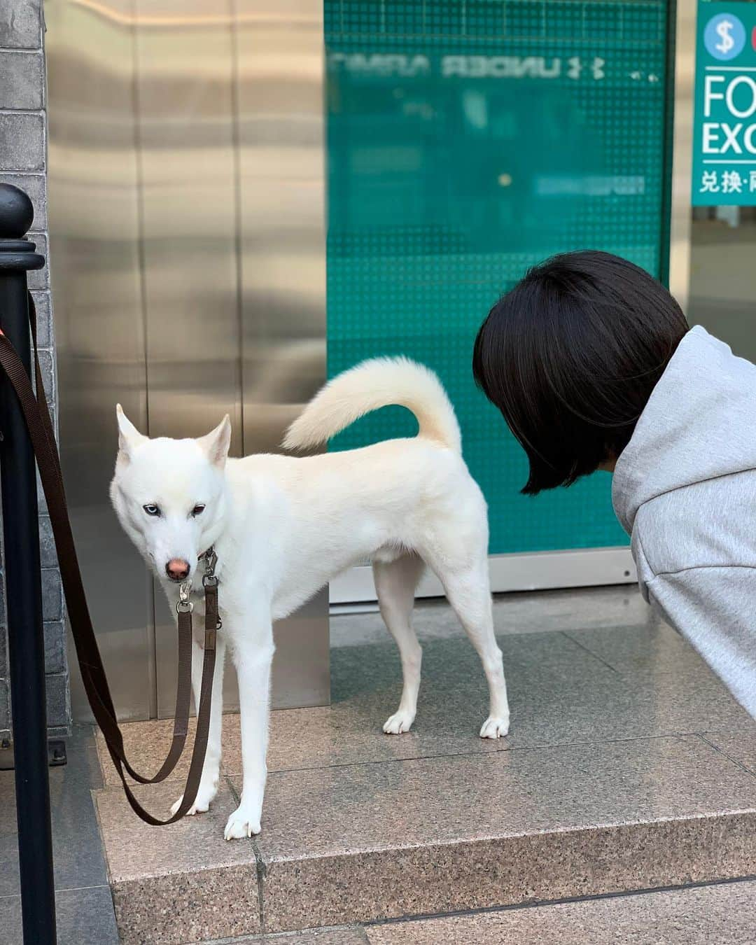 武藤つぐみさんのインスタグラム写真 - (武藤つぐみInstagram)「オッドアイ🐶( '-' 🐶 ) ちょいちょい日本語あるよ #韓国」10月28日 17時51分 - tugumi_muto