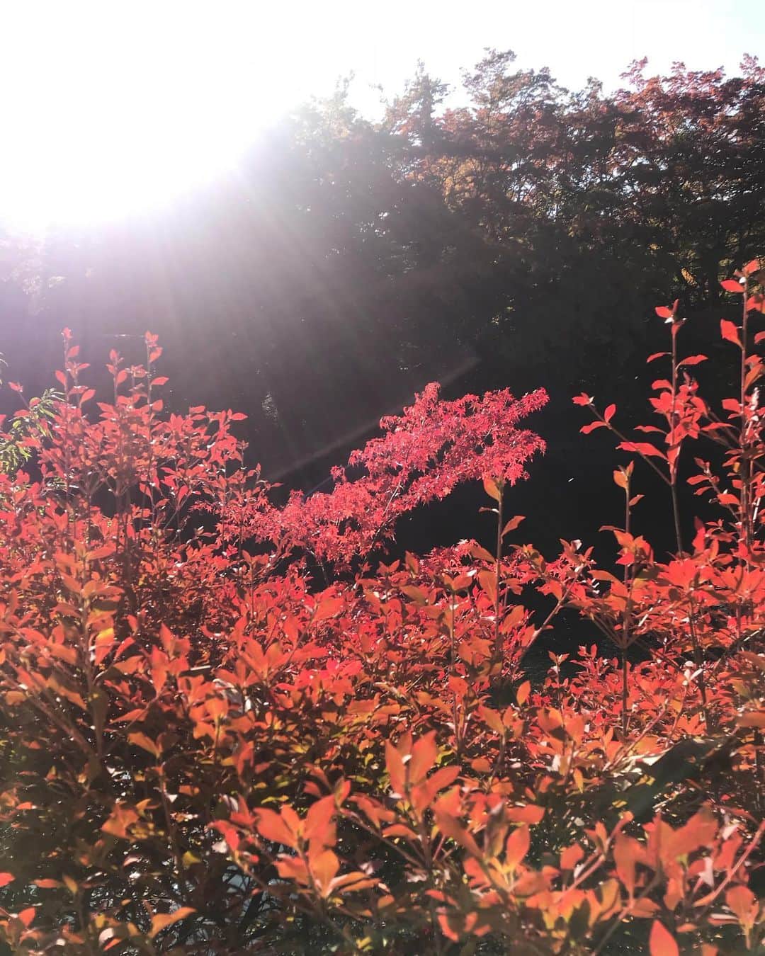 上野水香さんのインスタグラム写真 - (上野水香Instagram)「#紅葉 🍁 #マイナスイオン  #癒しの休日」10月28日 16時25分 - mizukaueno