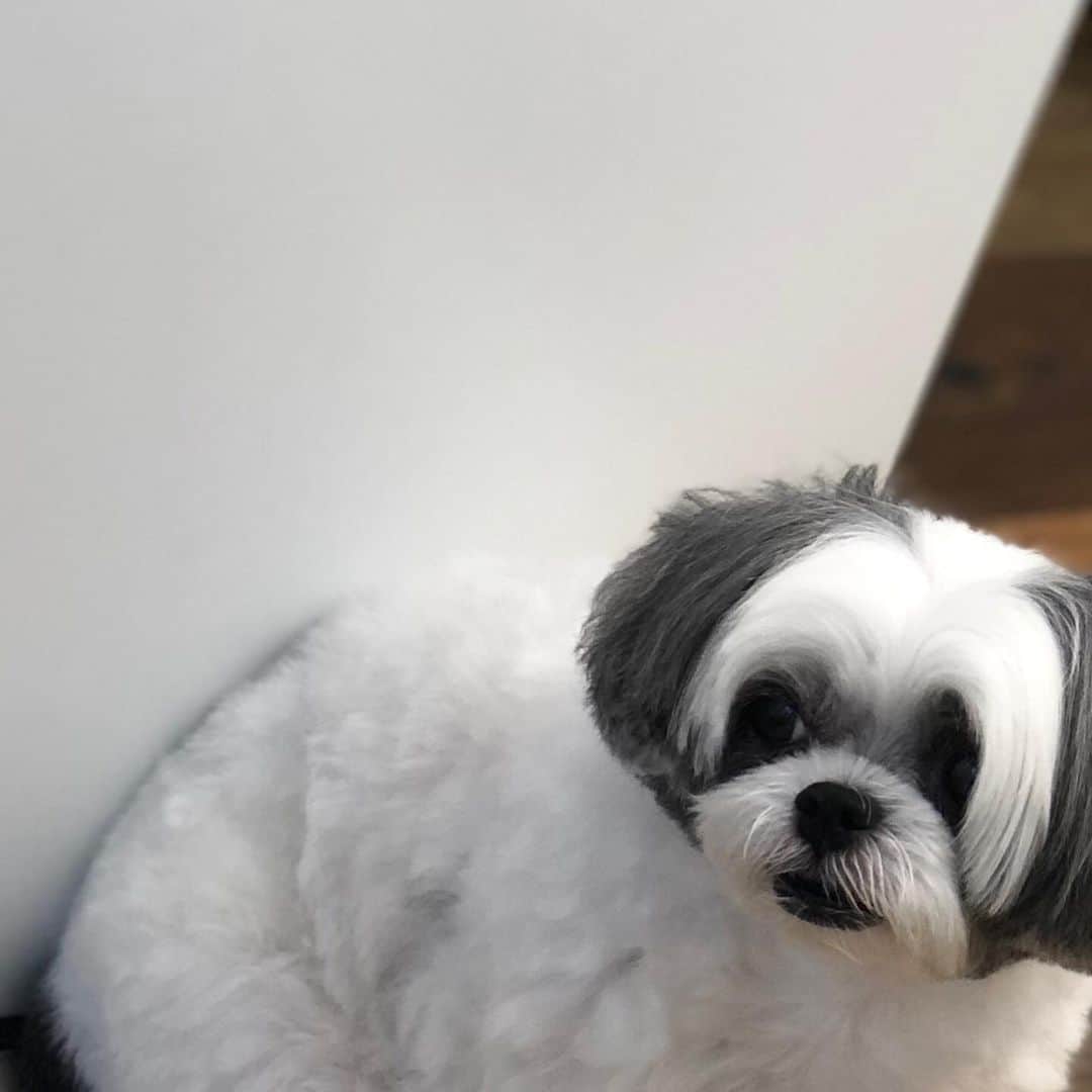 のインスタグラム：「ふとみたら、、人みたいな表情してました。  何考えてんだろ🧐  #濱田もち」